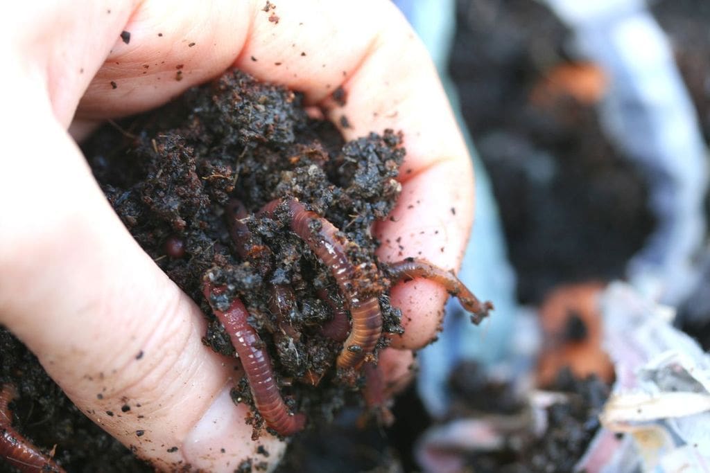 How’s your wormery?