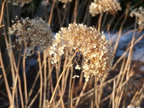 hydrangea-annabelle-winter-3