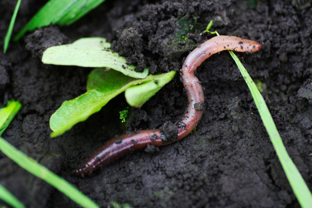 More worm talk!