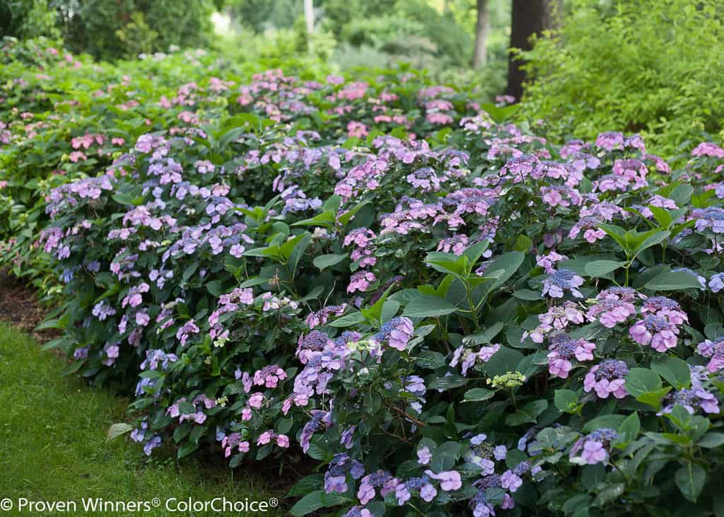 What Hydrangea Where? - Van Zelst