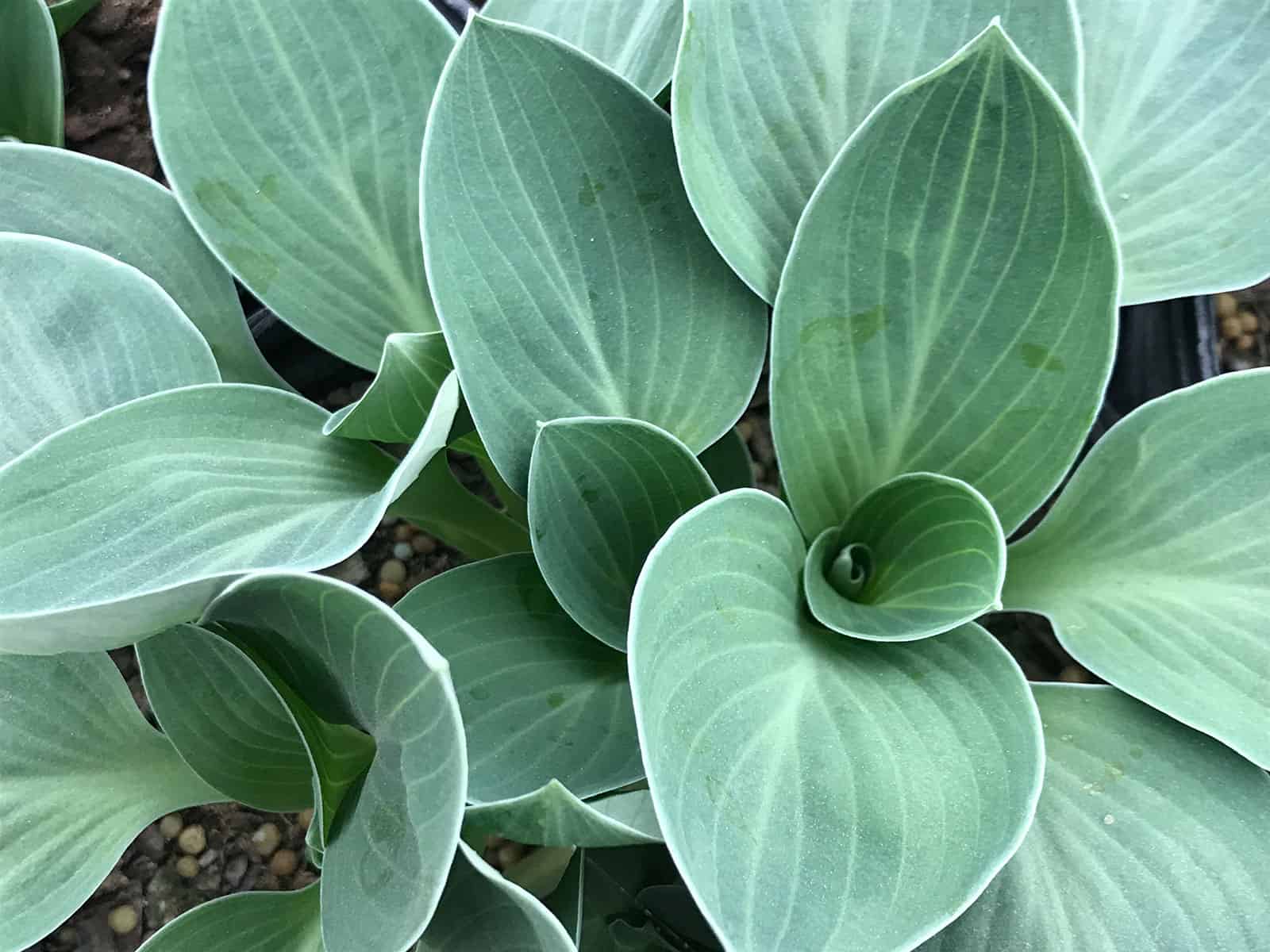 hosta-blue-mouse-ears-leaf-detail