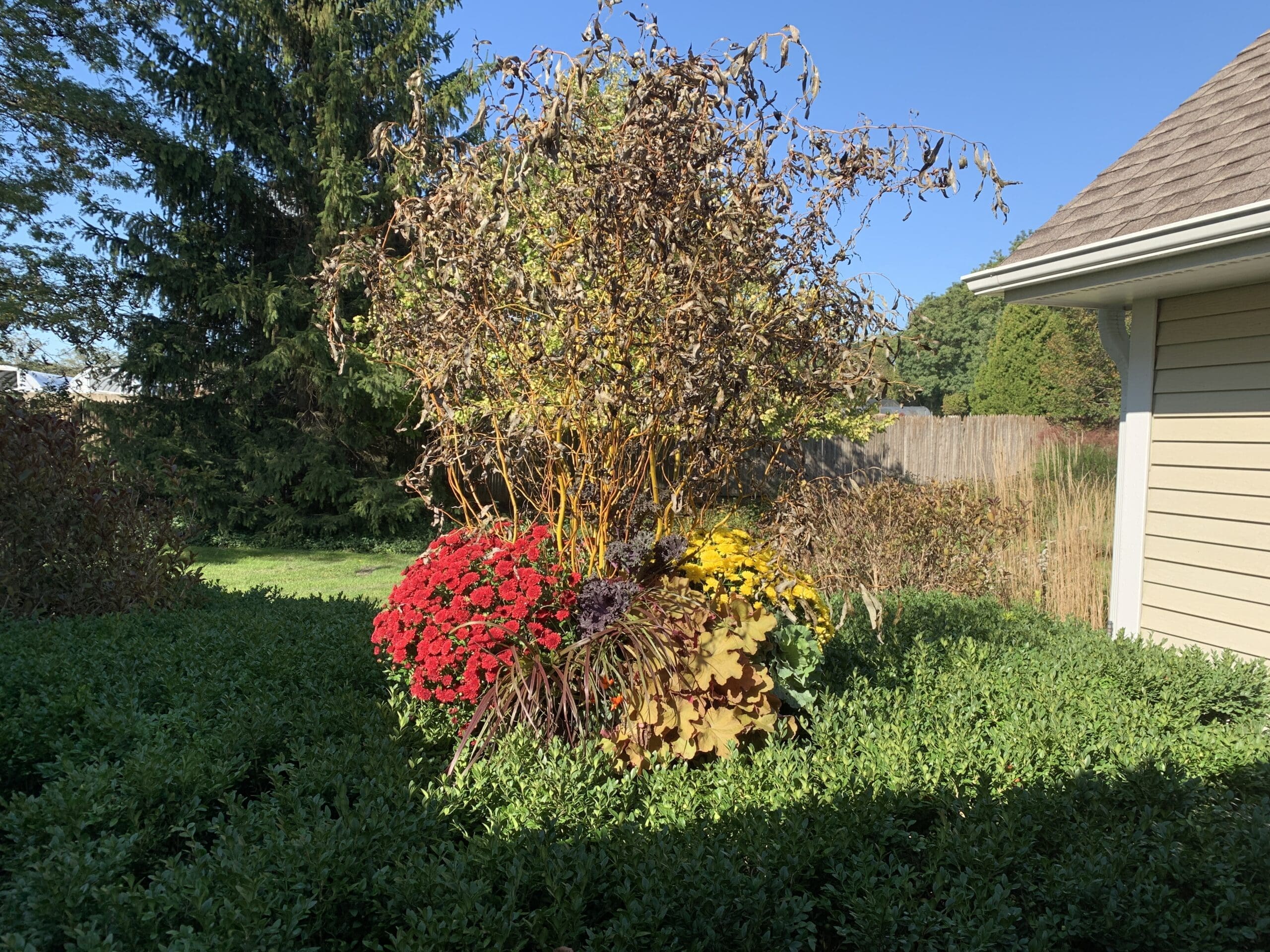 Colorful autumn plants in garden