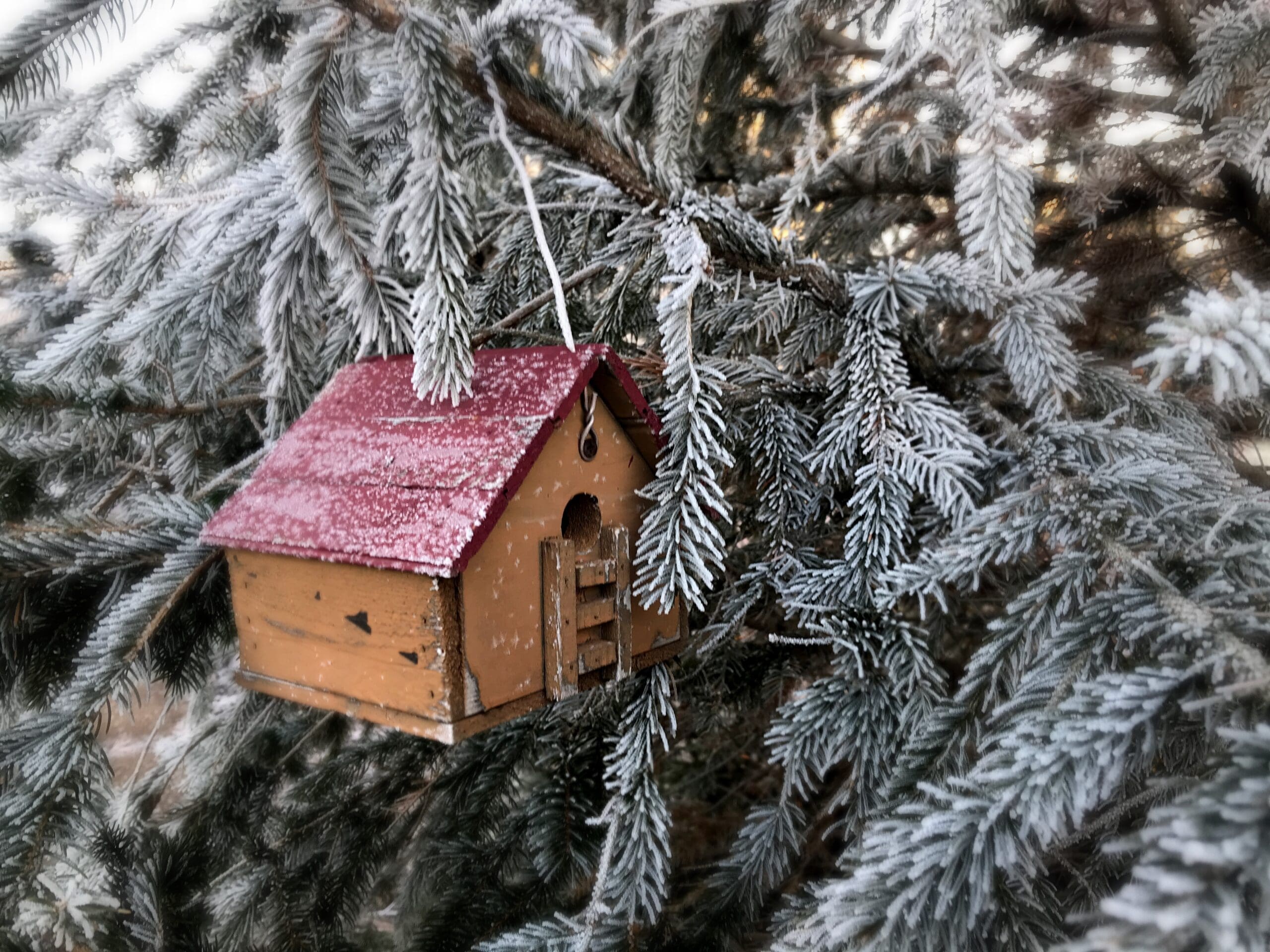 Snow-covered evergreens providing structure and greenery for winter container designs North Shore landscapes rely on for year-round curb appeal.