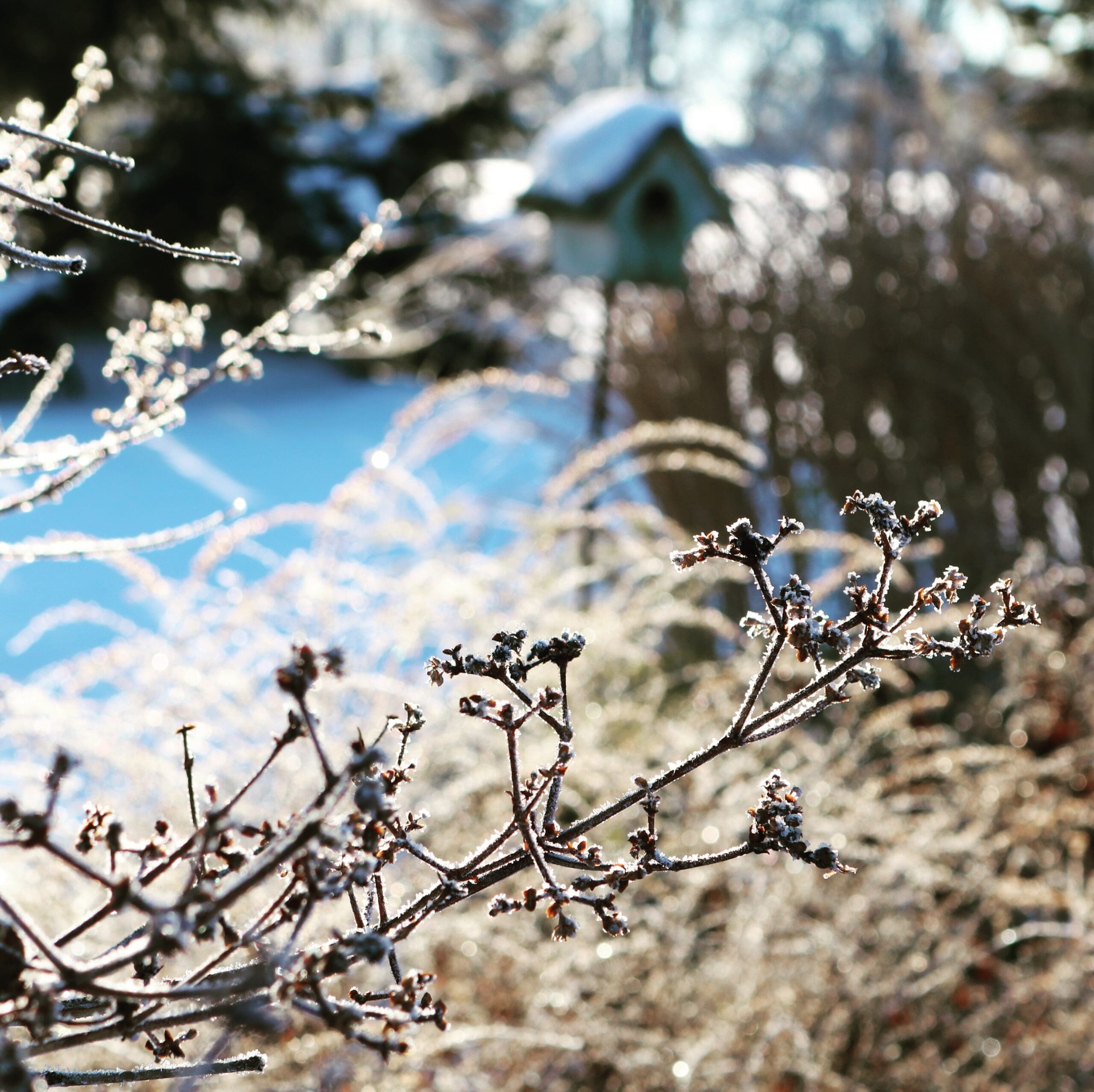 Planning Next Year’s Garden: Using Winter Downtime to Sketch Designs and Order Plants