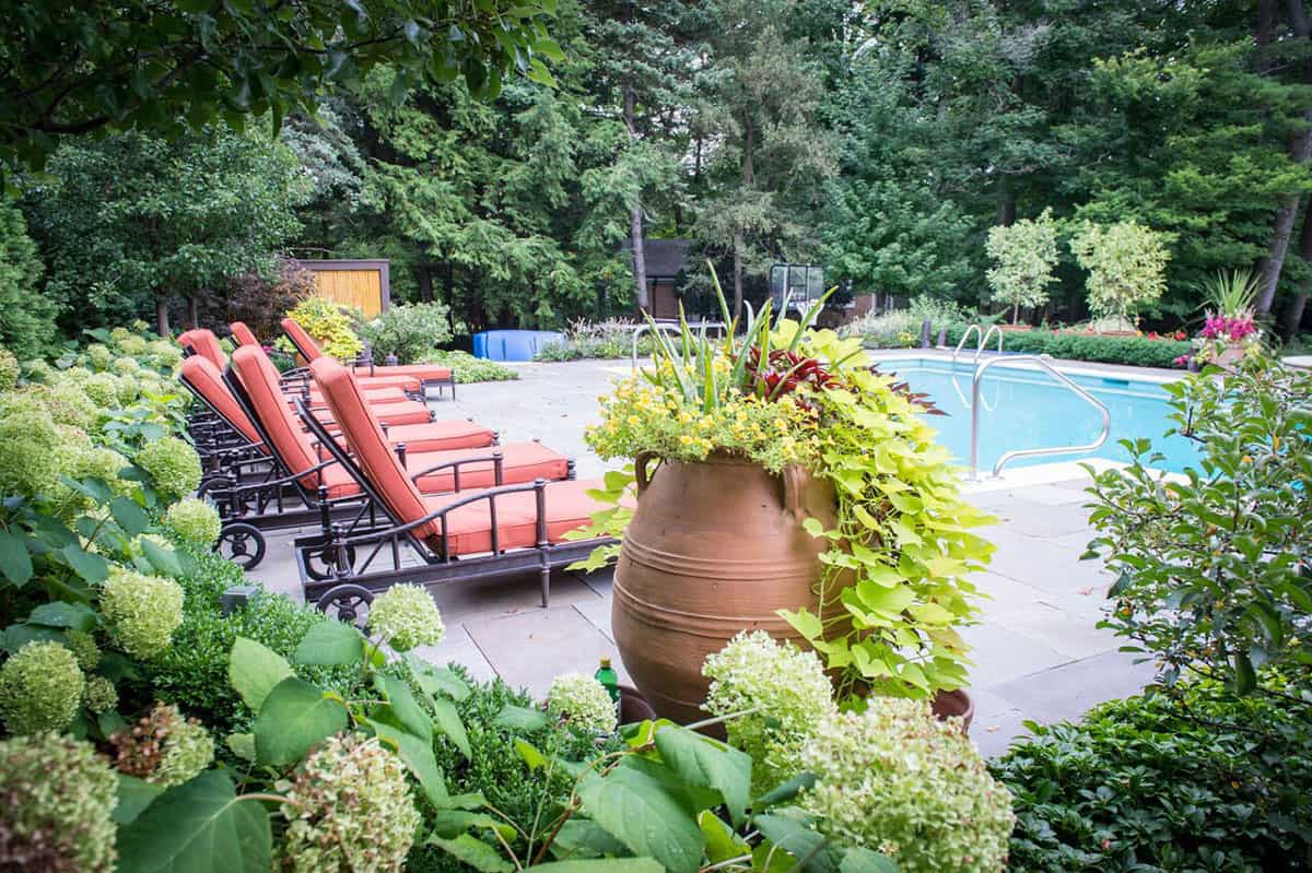 annabelle-hydrangea-wall-by-pool