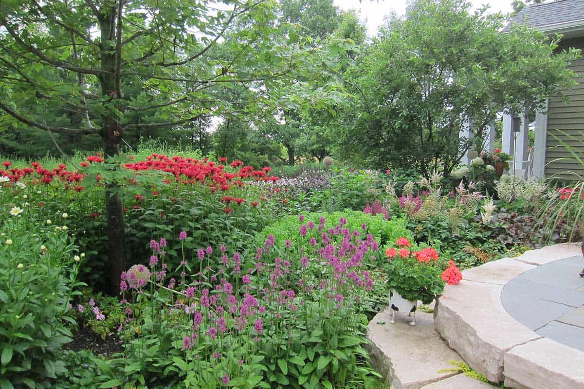 Bee Balm and Hummelo Lamb’s Ear in Full Bloom