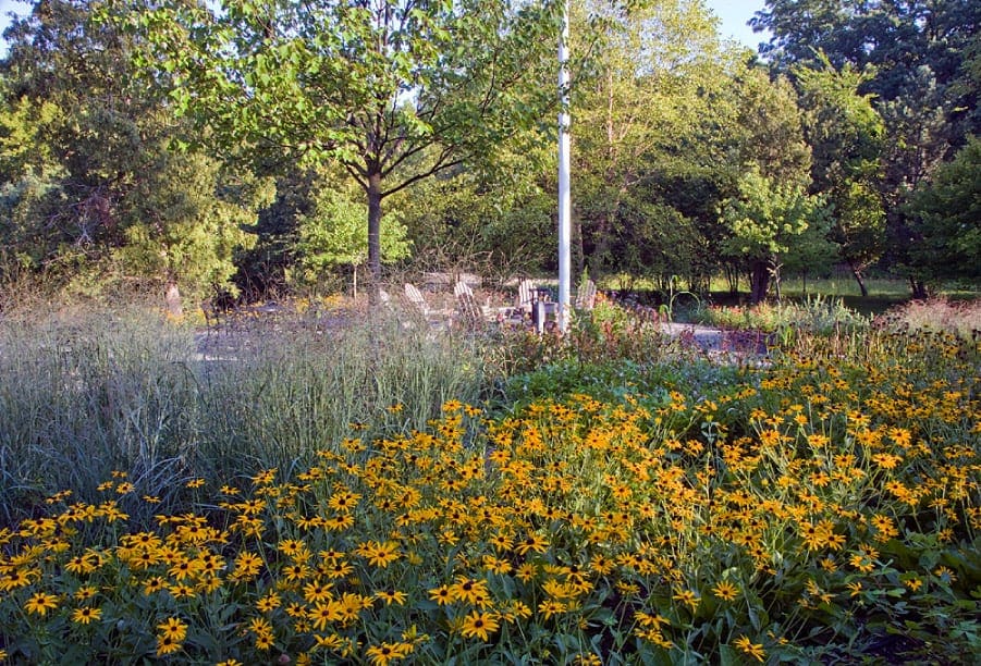 Native Plants Thrive